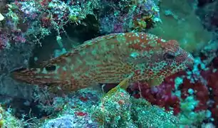 Leopard grouper (Cephalopholis leopardus)