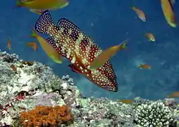 Sixblotch grouper (Cephalopholis sexmaculata)