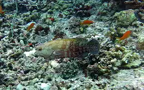 Darkfin grouper (Cephalopholis nigripinnis)