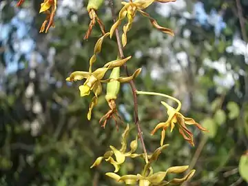 Seed pods and flowers