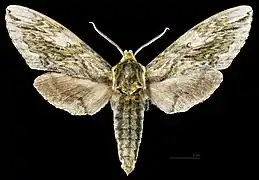 Ceratomia hageni ♂