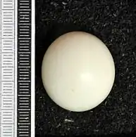 Egg, Collection Museum Wiesbaden