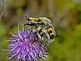 Trichius fasciatus, mating couple