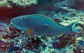 Bicolor parrotfish (Cetoscarus ocellatus)