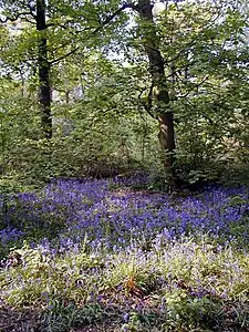 Bluebells, Chaddesden Wood, April 2007