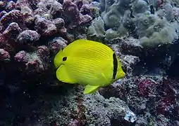 Andaman butterflyfish or yellow butterflyfish (Chaetodon andamanensis)