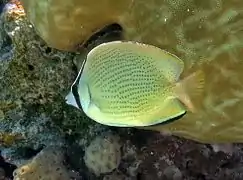 Speckled butterflyfish or citron butterflyfish (Chaetodon citrinellus)