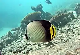 Indian vagabond butterflyfish (Chaetodon decussatus)