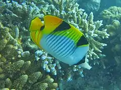 Black-wedged butterflyfish (Chaetodon falcula)