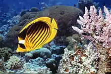 Diagonal butterflyfish