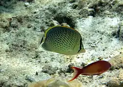 Peppered butterflyfish (Chaetodon guttatissimus)