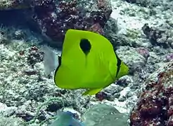 Yellow teardrop butterflyfish (Chaetodon interuptus)