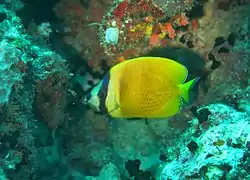 Sunburst butterflyfish (Chaetodon kleinii)
