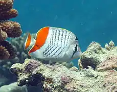 Seychelles butterflyfish or Madagascar butterflyfish (Chaetodon madagaskariensis)