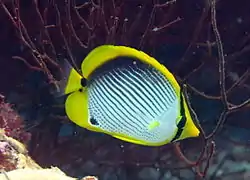 Blackback butterflyfish (Chaetodon melannotus)