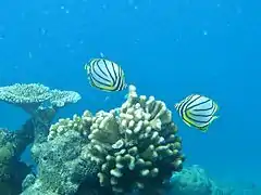 Scrawled butterflyfish (Chaetodon meyeri)
