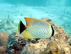 Chevron butterflyfish (Chaetodon trifascialis)