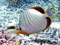 Yellowhead butterflyfish (Chaetodon xanthocephalus)