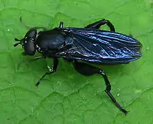 Chalcosyrphus