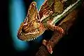 Chameleon