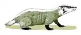 Restoration of Chamitataxus avitus