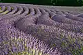 Lavender fields, a well-known feature of southern France, are mainly in Provence.