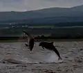 Dolphins jumping as seen from Chanonry Point