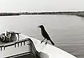 A friendly grackle, on the way to Buzzard Bay