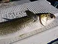 A striped mullet caught by cast netting on the river