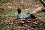 On a nest at Iguazu Bird Park, Brazil
