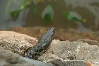 Checkered keelback at Taudaha Lake