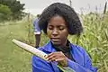 Scientist, Zimbabwe checks the crop