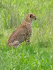 Cheetah, Tarangire National Park (2015)