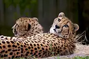 Cheetahs