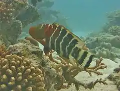 Red-breasted wrasse (Cheilinus fasciatus)