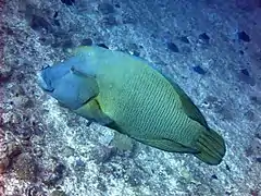 Napoleon wrasse (Cheilinus undulatus)