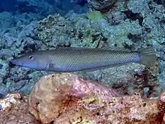 Cigar wrasse (Cheilio inermis)