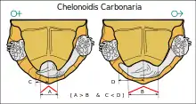 Diagram showing the differences in the anal scutes and tails of female and male red-footed tortoises