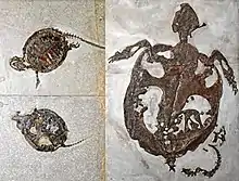 Chelydropsis murchisoni fossil remains: left: juvenile, right: adult
