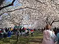 Thousands of people attend the annual National Cherry Blossom Festival every spring in Washington, D.C.