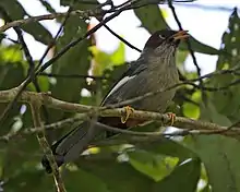 greyish bird with reddish brown head, black-tipped tail, and white patch on wing