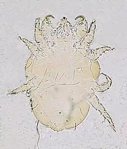 Cheyletiella parasitivorax house dust mite