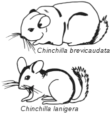 sketch drawings of Chinchilla brevicaudata and Chinchilla lanigera, emphasizing the distinct features of each species. abbreviate is shown excessively fat or fluffy and lanigera mouse like with a perky tail