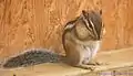 Eastern chipmunk