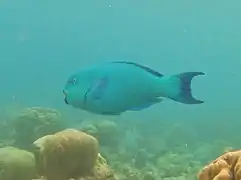 Green parrotfish (Chlorurus enneacanthus)