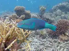 Daisy parrotfish (Chlorurus sordidus)