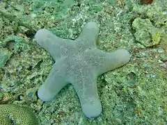 Choriaster granulatus