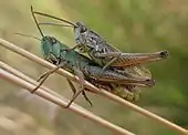 Mating
