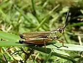 Male, green with brown wings