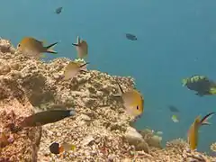 Ternate chromis (Chromis ternatensis)
